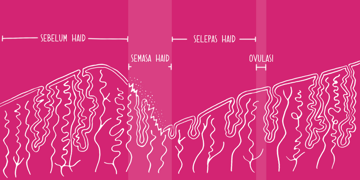 Ilustrasi kitaran uterus pada latar belakang berwarna merah jambu - Libresse
